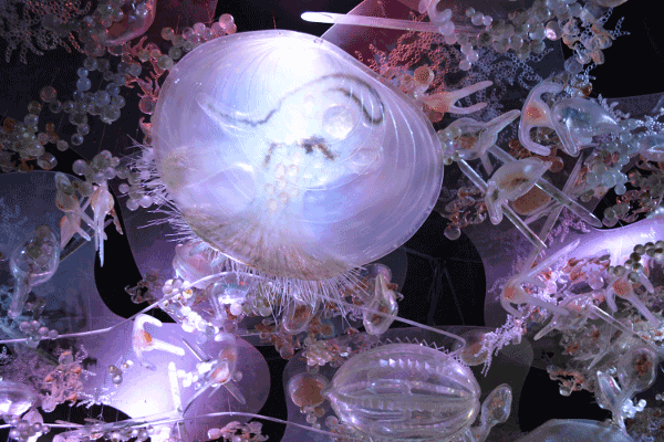 Nachbildung der Biologie: Planktonmix im Aquarium Stralsund. Mikrokosmos als futuristische Kunst.
